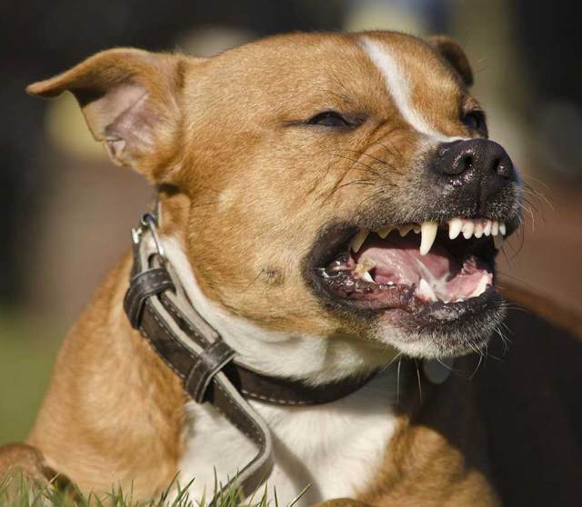 Dog training services in Naples, Bonita, Estero, Ft. Myers, and Cape Coral Florida